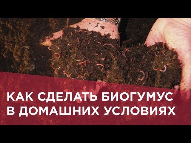 Как сделать биогумус в домашних условиях смотреть онлайн
