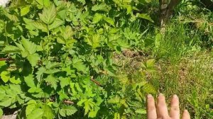 Бойсен Берри ежемалина