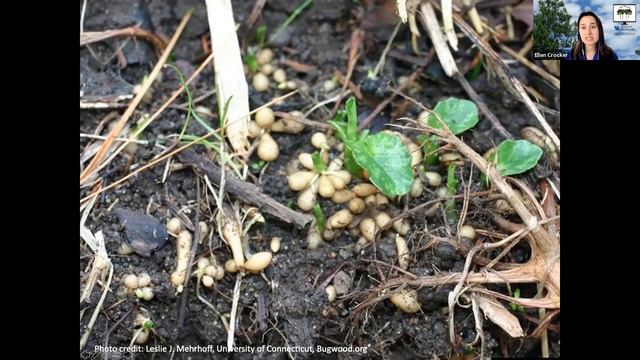 Pesky Plants: Lesser Celandine смотреть онлайн