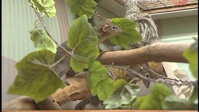 Тупайя в зоопарке смотреть онлайн