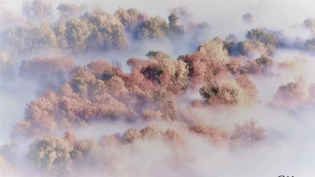 Adagio - Johann Sebastian Bach🎻 смотреть онлайн