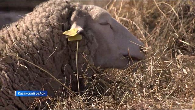 Крупное поголовье овец разместят на специализированной ферме в Тюменской области
