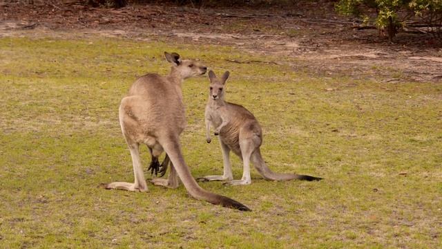 Eastern Grey Kangaroos (Macropus giganteus) in Girraween National Park [2] смотреть онлайн