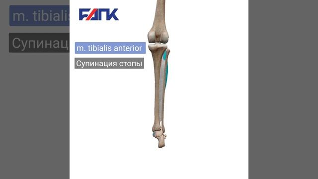 Передняя большеберцовая мышца (m. tibialis anterior) смотреть онлайн