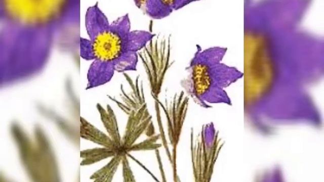 РАСТЕНИЯ ЗАНЕСЁННЫЕ В КРАСНУЮ КНИГУ смотреть онлайн