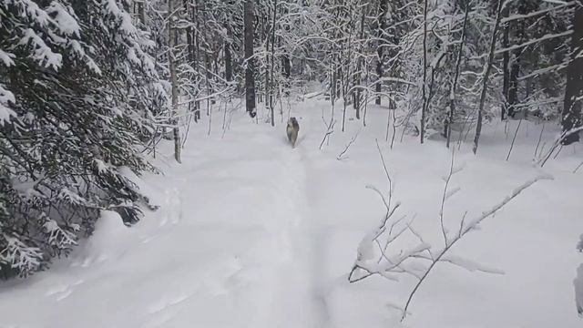 ПРОВЕРКА КАПКАНОВ НА КУНИЦУ/ОЧЕРЕДНОЙ "ДУПЛЕТ" смотреть онлайн