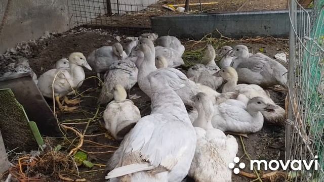 Полное видео! Быстро растут мускусные утята! Разбираемся с окрасами лаванда, изабелла,перламутровый смотреть онлайн