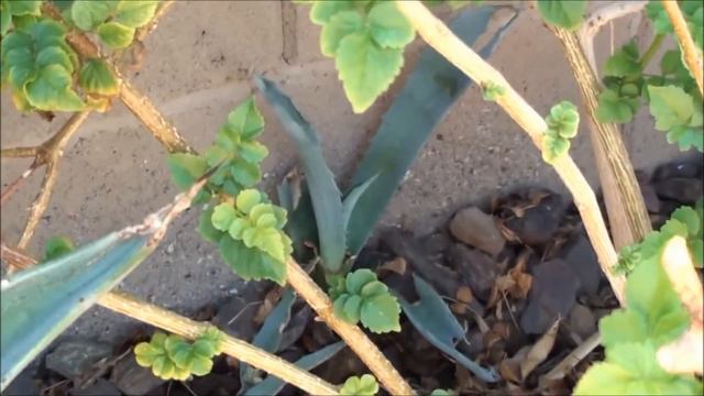 Blue Agave Growing in the Garden смотреть онлайн