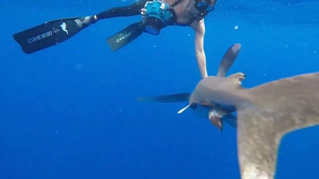 длиннокрылая акула лонгиманус. Oceanic white tip shark, longimanus, shark diving, дайвинг с акулами смотреть онлайн