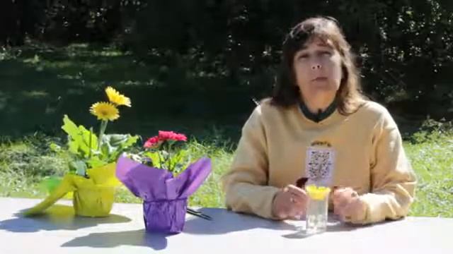 How to Fix Drooping Gerbera Daisies смотреть онлайн