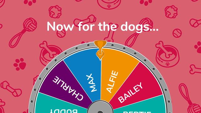 The Top 10 Dog & Cat Names 2020 | MiPet Cover смотреть онлайн