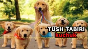 Tushda Kuchuk ko'rsa - Tushda it bolalarini korsa - tushida it kuchuklari