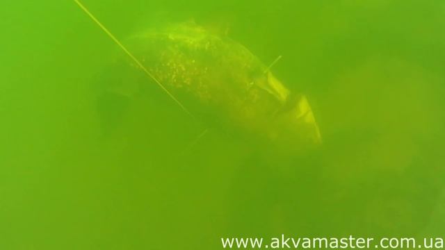 Подводная охота на СОМА - 2 (Spearfishing For Catfish)