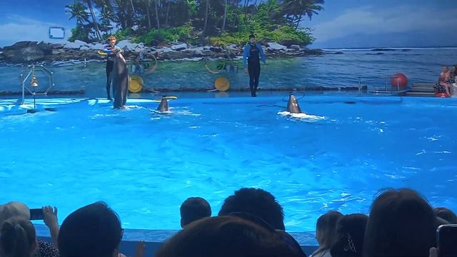 Минский дельфинарий, Минский зоопарк смотреть онлайн