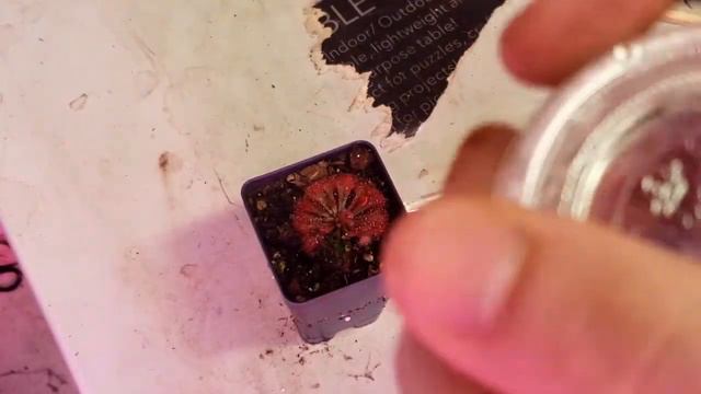 How To Grow And Propagate Drosera Spatulata (Carnivorous Plant Grow Guide) OLD