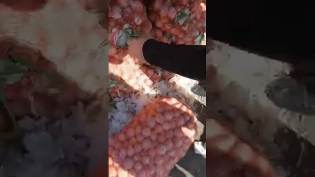 Лук на перо сорта Стардаст смотреть онлайн