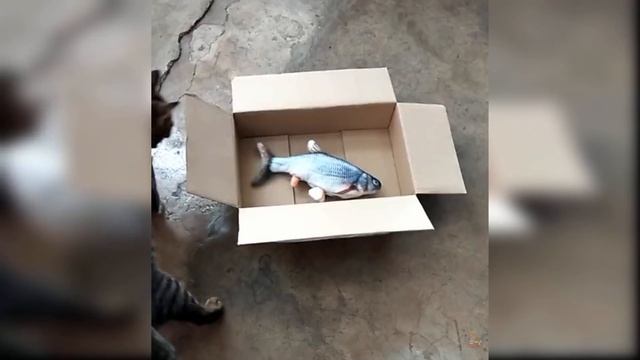 Приколы с котиками. Котики #40 смотреть онлайн