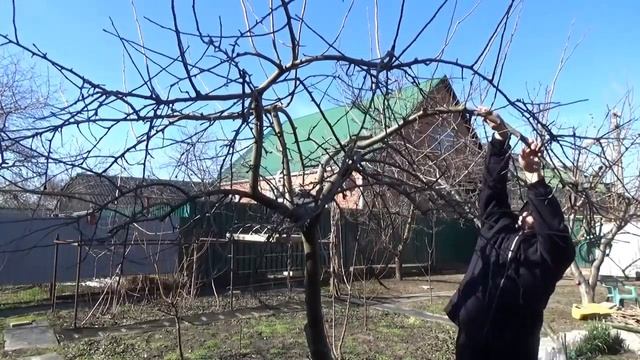 Обрезка яблони в условиях города смотреть онлайн