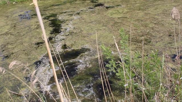 Ловля щуки на живца весной с Лавром смотреть онлайн