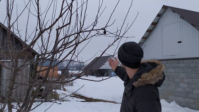 Обрезка яблони ? весной (зимой)в 5 шагов смотреть онлайн