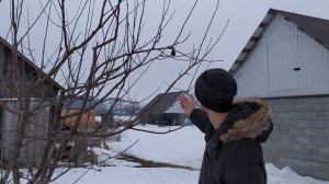 Обрезка яблони ? весной (зимой)в 5 шагов