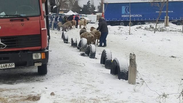 (681) вот такие жирные весь скот уходит от нас на юг страны..