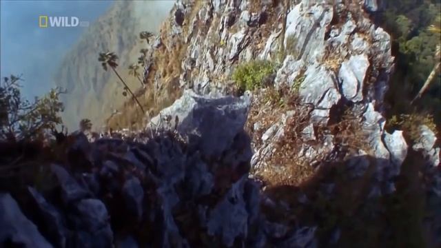 Дикий ТАЙЛАНД Обитатели Тайланда. Дикая природа. смотреть онлайн