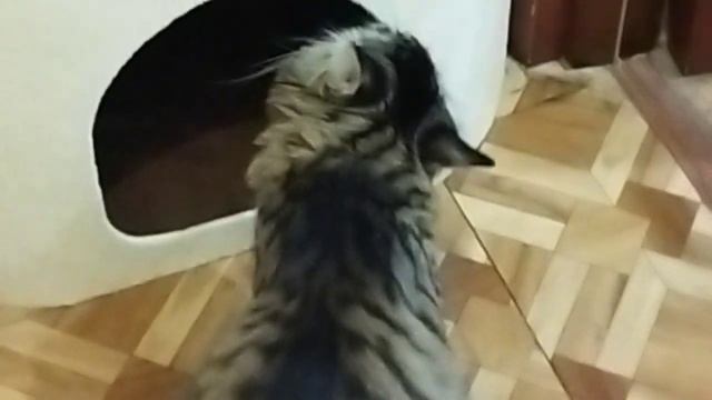 Реакция на новый домик моей КОШКИ смотреть онлайн