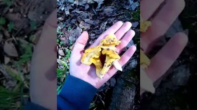 Лисички Август 2023 смотреть онлайн