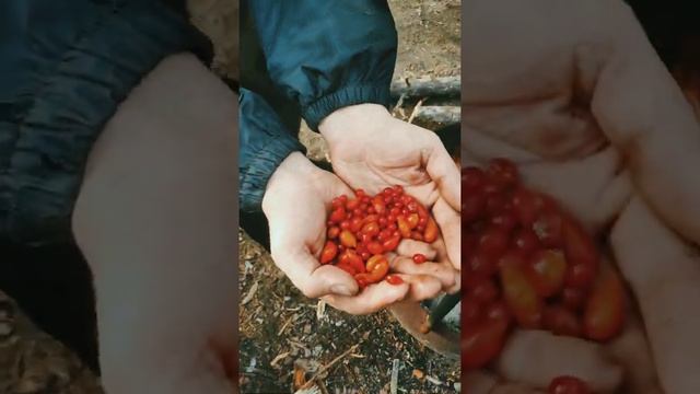 эндуро Ангарск, Уныман-Барон 4-6.09.2021 смотреть онлайн
