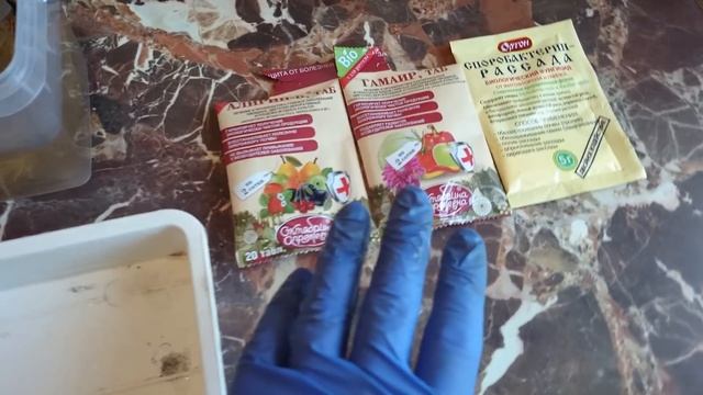 Рассада земляники в виде фриго. Как высаживаю. смотреть онлайн