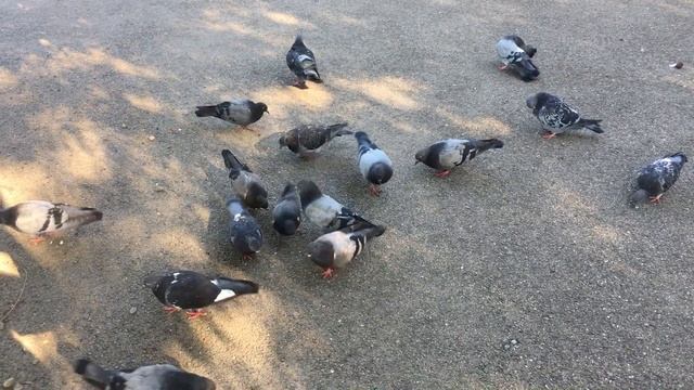 Городские мотивы: "Пернатый наблюдатель"/ Urban motifs: "Feathered observer" смотреть онлайн