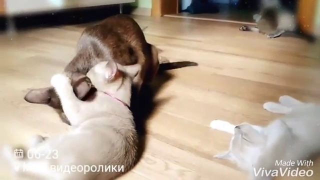 Питомник тонкинских кошек BellanGe смотреть онлайн