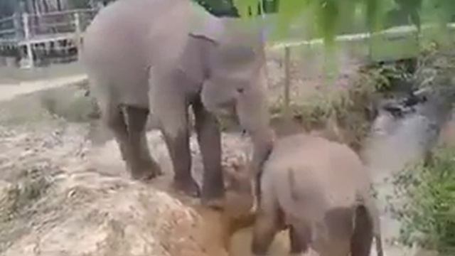 Elephants cross the river Слоны форсируют речушку. смотреть онлайн