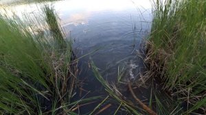 Чем косить камыш (прогал окно для рыбалки)