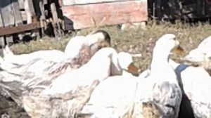 Как определить пол уток 100% способ.