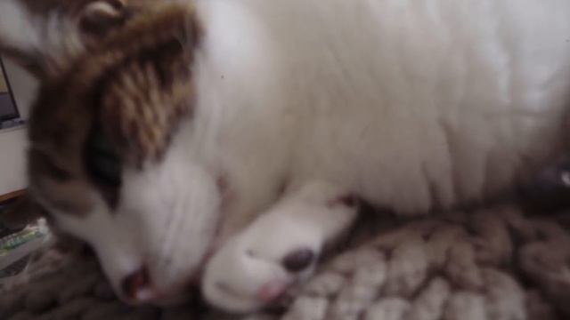 Crazy Lens - Laowa 24mm f 14 Probe Lens смотреть онлайн