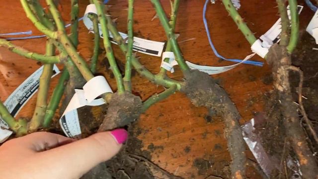 Заказала себе 16 роз в октябре 2021 из питомника Элит с картинками. смотреть онлайн