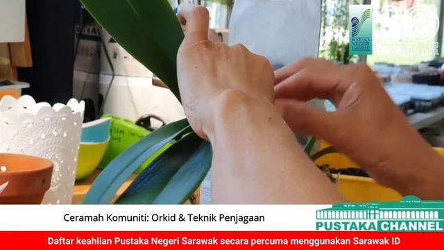 CERAMAH KOMUNITI:ORKID & TEKNIK PENJAGAAN смотреть онлайн