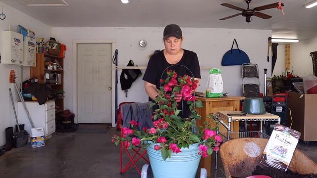 Spring Potting. Planting Beautiful Bougainvillea Plant