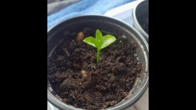 Як виростити лимон з кісточки на підвіконні. Чи буде лимон давати плоди. Lemon from the stone смотреть онлайн