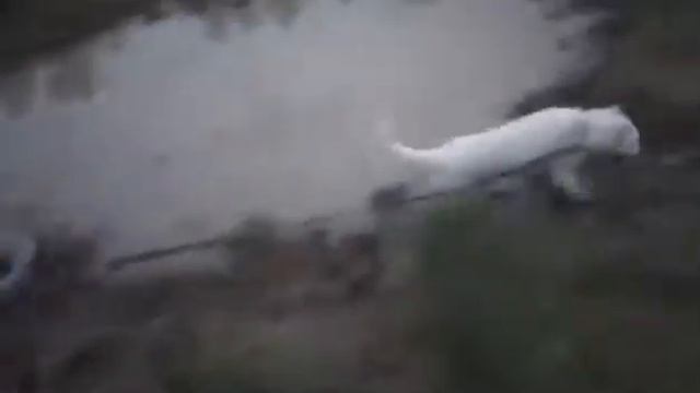 Бойцовский сабаки смотреть онлайн