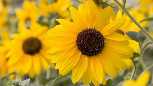 Cottage Farms Endless Blooms Sunfinity Sunflower on QVC смотреть онлайн