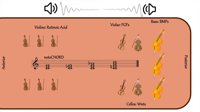 The "Clock and Wavefront" Model of Somite Formation смотреть онлайн