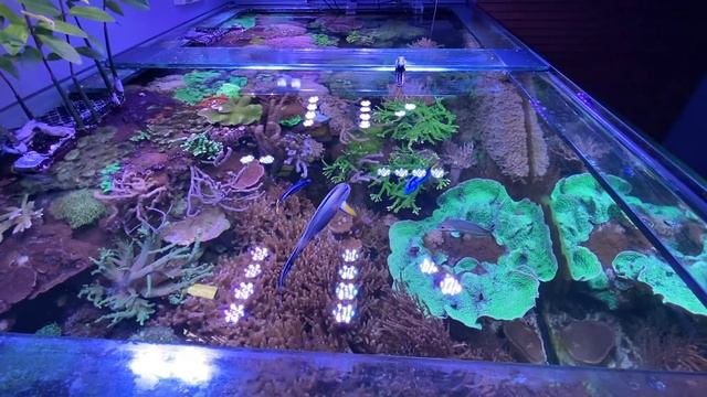 GERMAN REEF TANKS - "Nature Reef" - 3000 liter / 790 gallon coral aquascape / saltwater aquarium смотреть онлайн