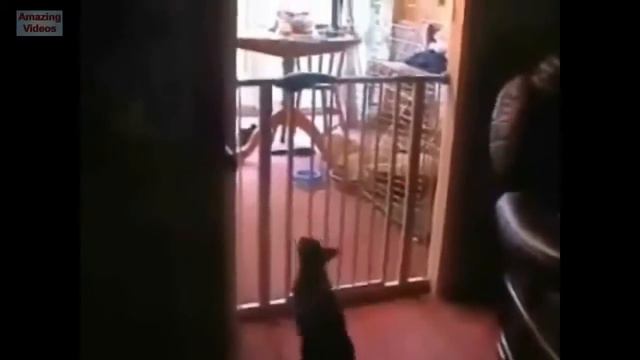 Приколы с котами. Прыгучие коты. смотреть онлайн