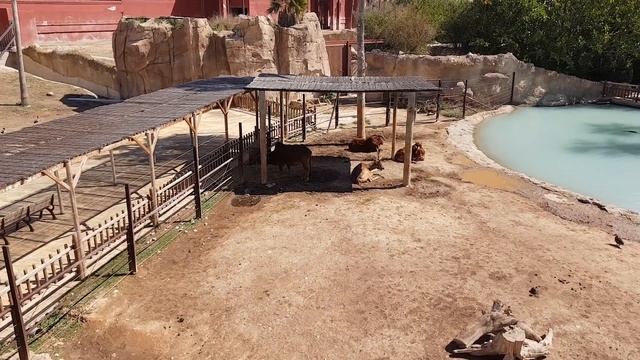 A Trip To Terra Natura Benidorm смотреть онлайн