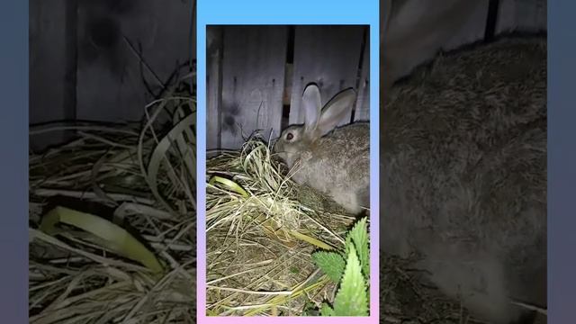 У нас появился кролик чем его кормить смотреть онлайн