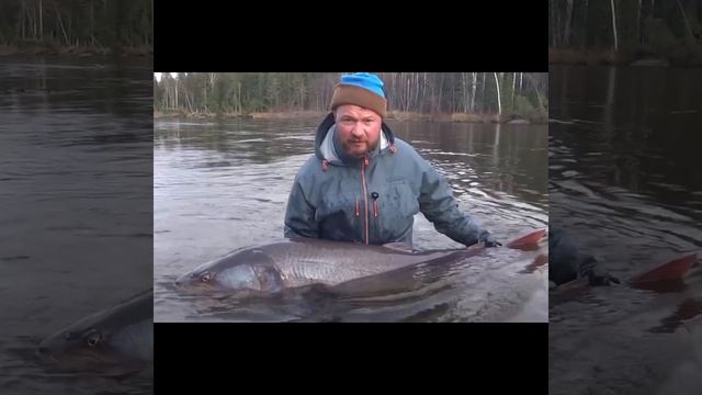 Taimen 45kg+ Таймень 45кг+ смотреть онлайн