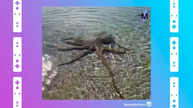 Осьминог Нападает На Спасателя В Австралии смотреть онлайн